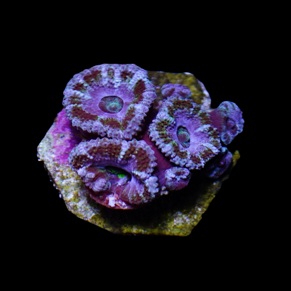 New shipment of coral coming 2/15/2023