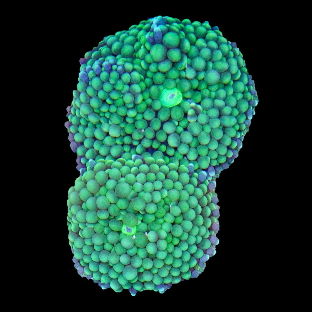 Neon Green Ricordea Mushroom Coral