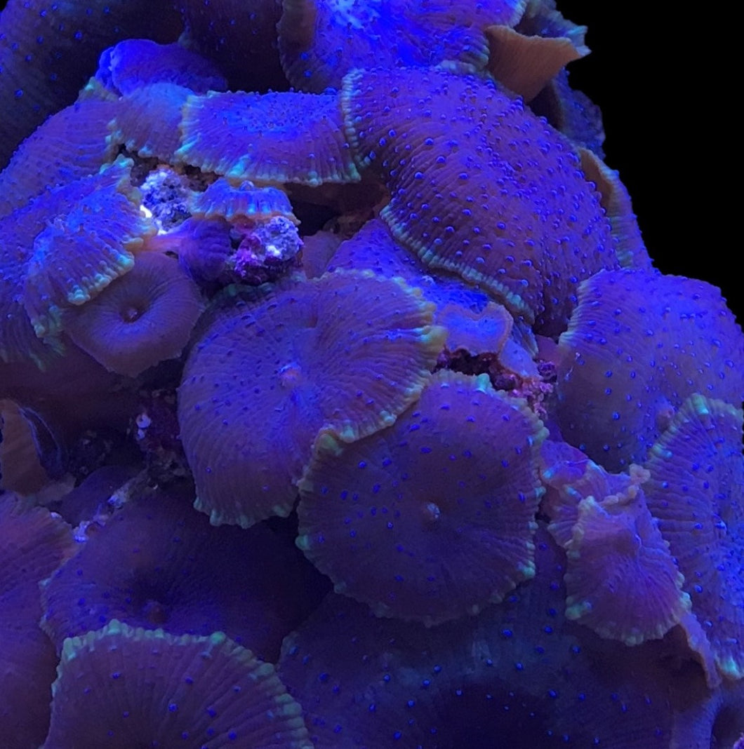 Purple with Blue Dots Mushroom Coral