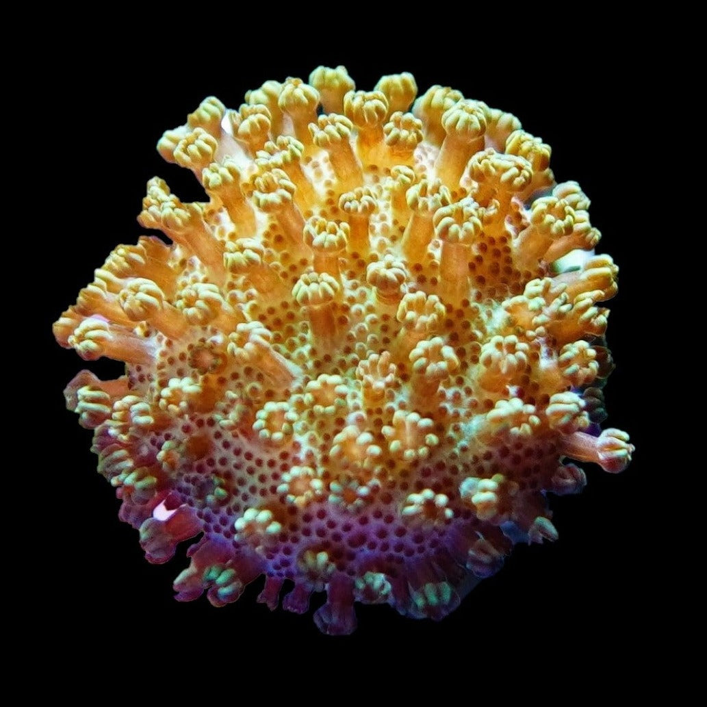 Australian Yellow Toadstool Leather Coral