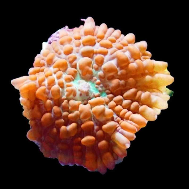 Orange Rhodactis Mushroom Coral