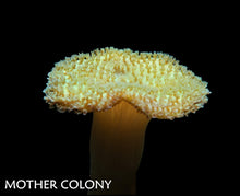Load image into Gallery viewer, Australian Yellow Toadstool Leather Coral
