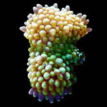 Load image into Gallery viewer, Neon Green Ricordea Mushroom Coral
