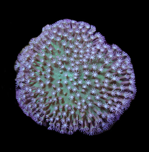 Snowflake Toadstool Leather Coral