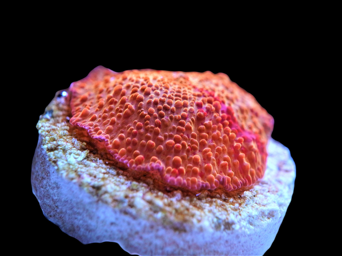 Jawbreaker 2 Colors Mushroom Coral