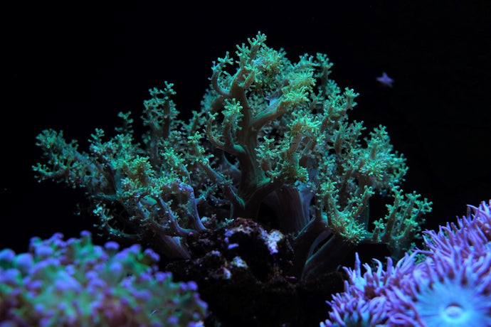 Neon Green Tree Leather Coral blue light