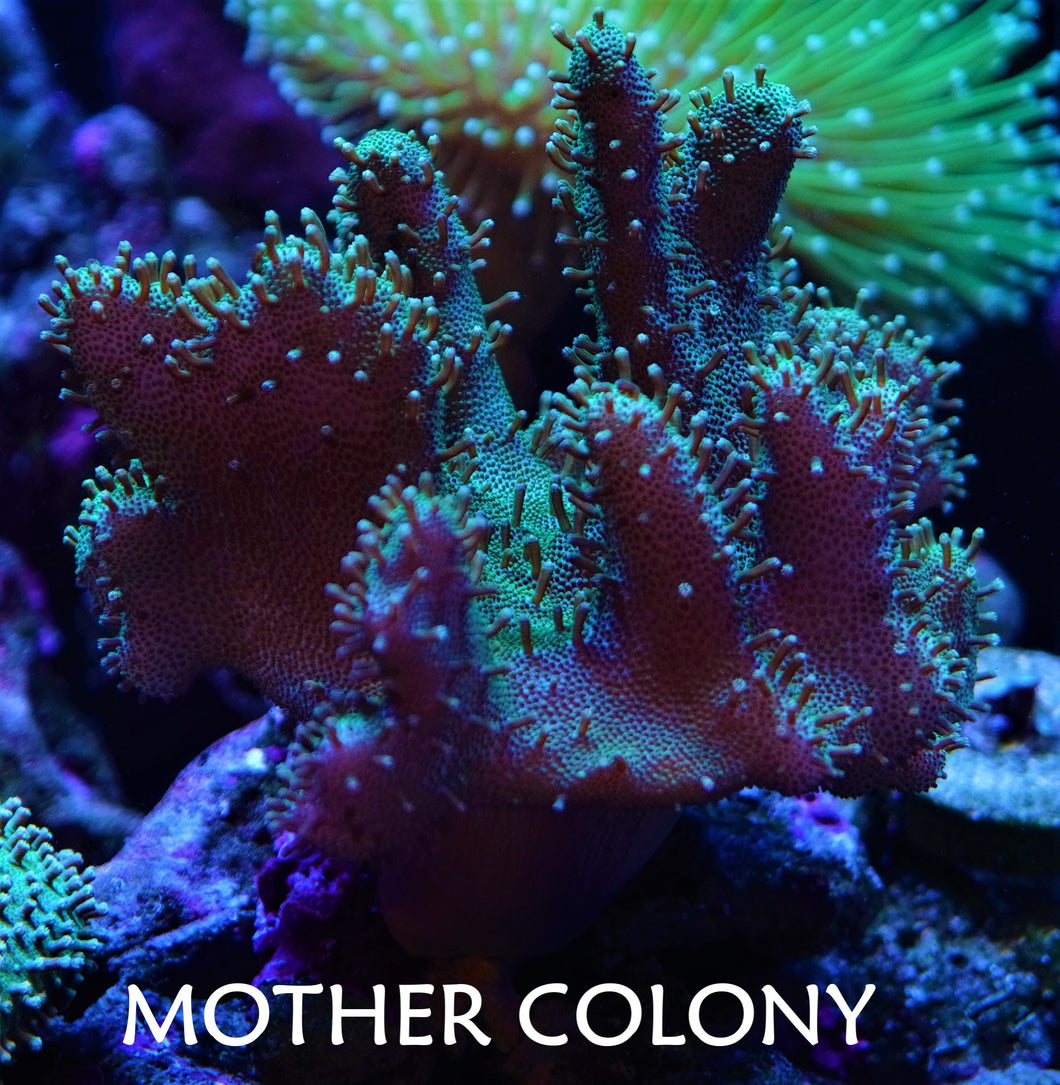 Green Devils Hand Leather Coral mother