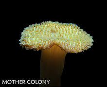 Load image into Gallery viewer, Sarcophyton sp.

