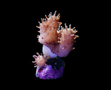 Load image into Gallery viewer, Green Devils Hand Leather Coral frag
